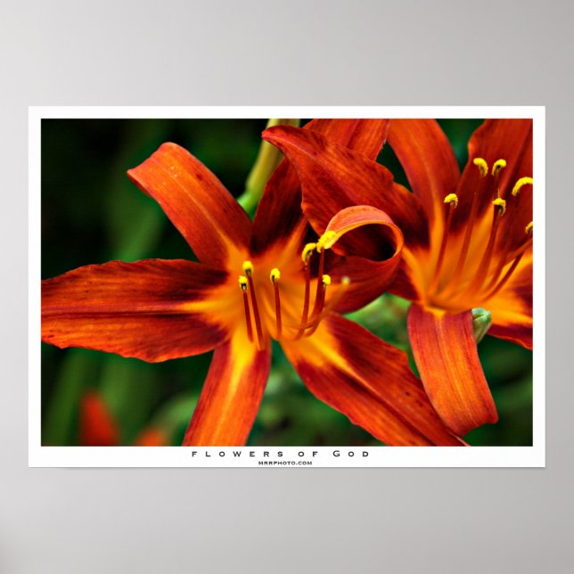 Blume Gottes Poster (Vorne)