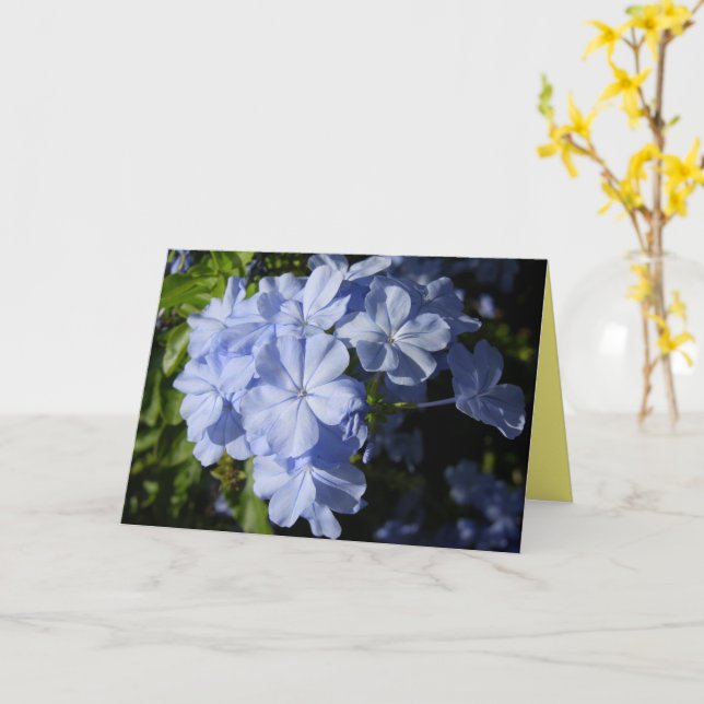 Blume Hawaiian Blue Plumbago Karte (Gelbe Blume)