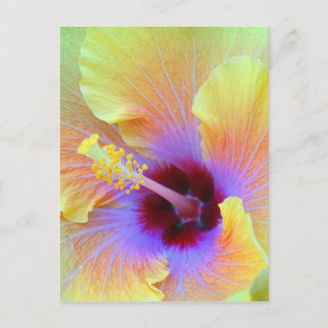 Blume Hibiskus Mesmerisieren Fotografie Postkarte (Vorderseite)