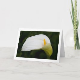 Blume im Frühjahr: Blanke Grußkarte Karte