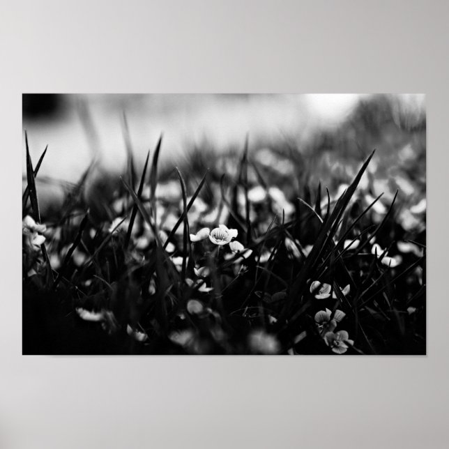 Blume im Frühjahr Poster (Vorne)