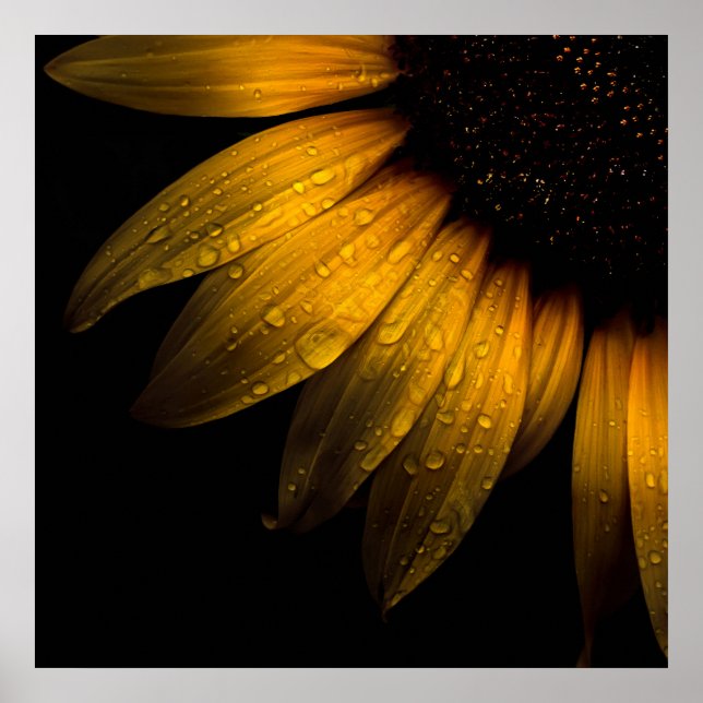 Blume im Garten 28 Sonnenblumen Poster (Vorne)