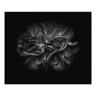 Blume im Garten in Schwarz und Weiß 67 Fotodruck