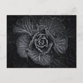 Blume im Garten in Schwarz und Weiß Nr. 108 Postkarte