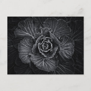Blume im Garten in Schwarz und Weiß Nr. 108 Postkarte