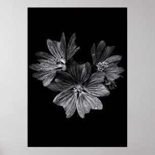 Blume im Garten in Schwarz und Weiß Nr. 11 Poster