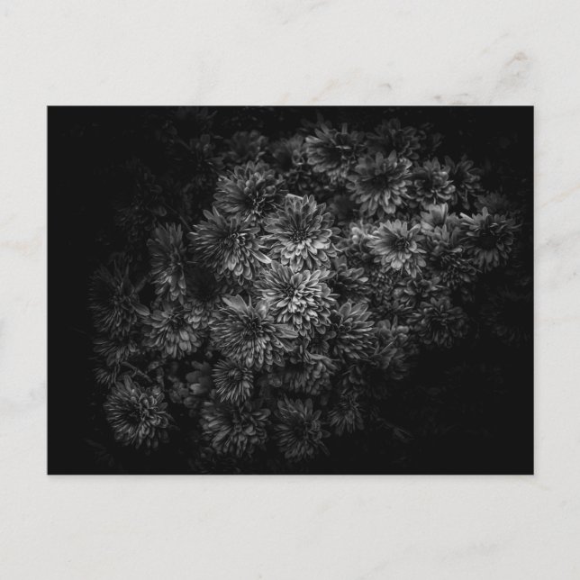 Blume im Garten in Schwarz und Weiß Nr. 29 Postkarte (Vorderseite)