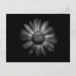Blume im Garten in Schwarz und Weiß Nr. 31 Postkarte