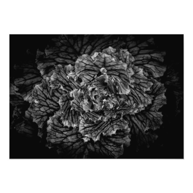 Blume im Garten in Schwarz und Weiß Nr. 42 Fotodruck (Vorne)
