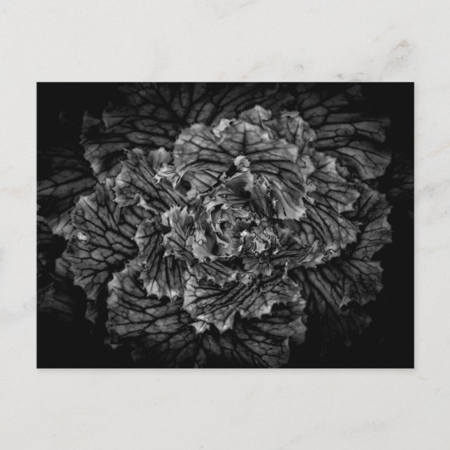 Blume im Garten in Schwarz und Weiß Nr. 42 Postkarte (Vorderseite)