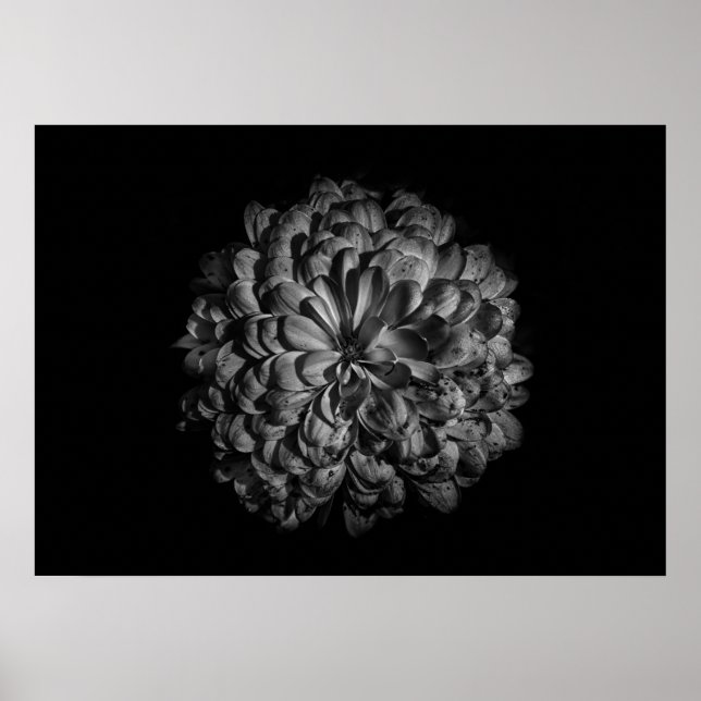 Blume im Garten in Schwarz und Weiß Nr. 48 Poster (Vorne)