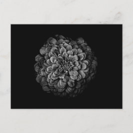 Blume im Garten in Schwarz und Weiß Nr. 54 Postkarte