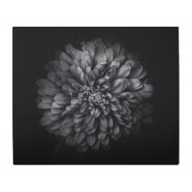 Blume im Garten in Schwarz und Weiß Nr. 68