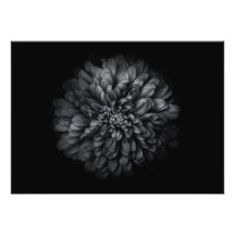 Blume im Garten in Schwarz und Weiß Nr. 68