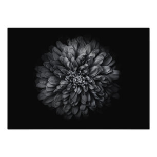 Blume im Garten in Schwarz und Weiß Nr. 68 Fotodruck