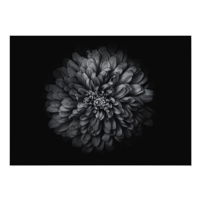 Blume im Garten in Schwarz und Weiß Nr. 68 Fotodruck (Vorne)