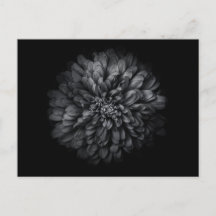 Blume im Garten in Schwarz und Weiß Nr. 68