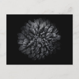 Blume im Garten in Schwarz und Weiß Nr. 68 Postkarte