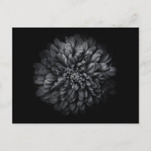 Blume im Garten in Schwarz und Weiß Nr. 68 Postkarte