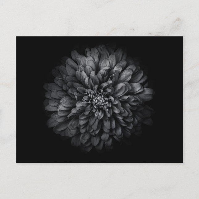 Blume im Garten in Schwarz und Weiß Nr. 68 Postkarte (Vorderseite)