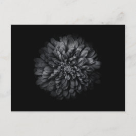 Blume im Garten in Schwarz und Weiß Nr. 68 Postkarte