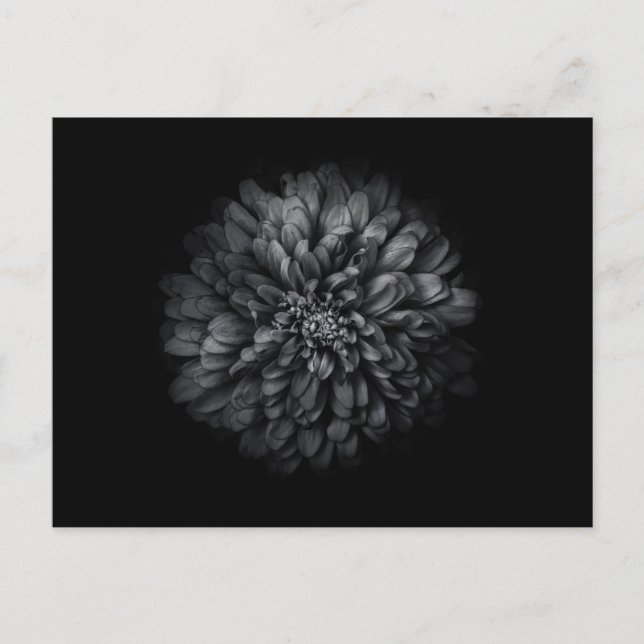 Blume im Garten in Schwarz und Weiß Nr. 68 Postkarte (Vorderseite)