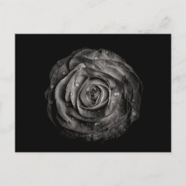 Blume im Garten in Schwarz und Weiß Nr. 72 Postkarte