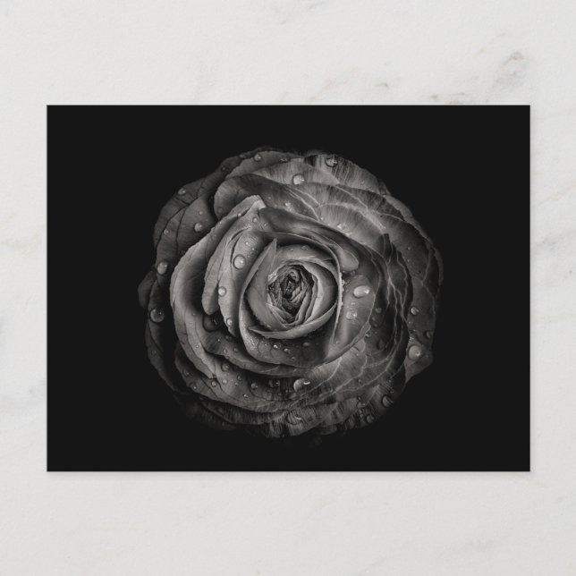 Blume im Garten in Schwarz und Weiß Nr. 72 Postkarte (Vorderseite)