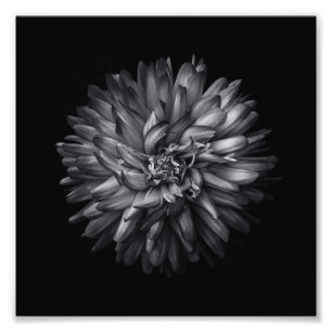 Blume im Hintergrund in Schwarz und Weiß 20 Fotodruck