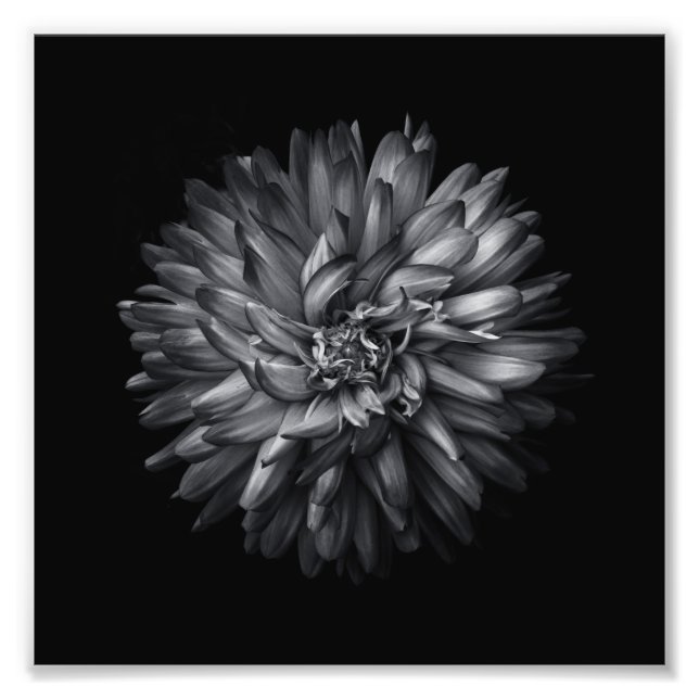 Blume im Hintergrund in Schwarz und Weiß 20 Fotodruck (Vorne)