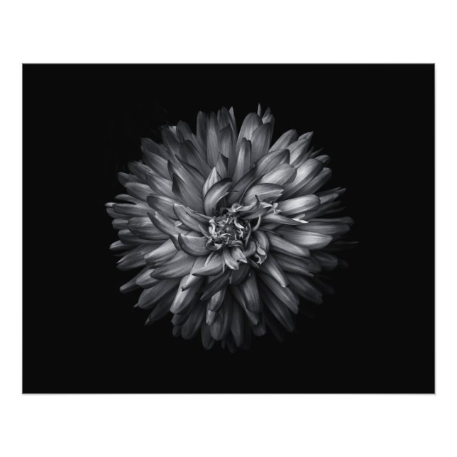 Blume im Hintergrund in Schwarz und Weiß 20 Fotodruck (Vorne)