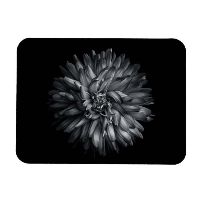 Blume im Hintergrund in Schwarz und Weiß 20 Magnet (Horizontal)