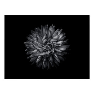 Blume im Hintergrund in Schwarz und Weiß 20 Poster