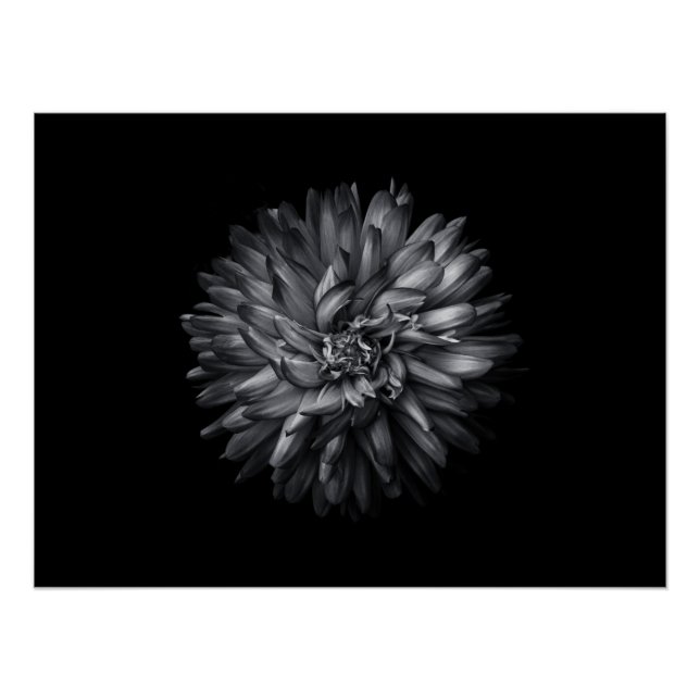 Blume im Hintergrund in Schwarz und Weiß 20 Poster (Vorderseite)