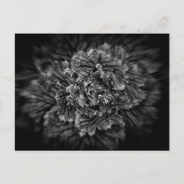 Blume im Hintergrund in Schwarz und Weiß Nr. 42 Postkarte