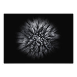 Blume im Hintergrund in Schwarz und Weiß Nr. 68 Fotodruck