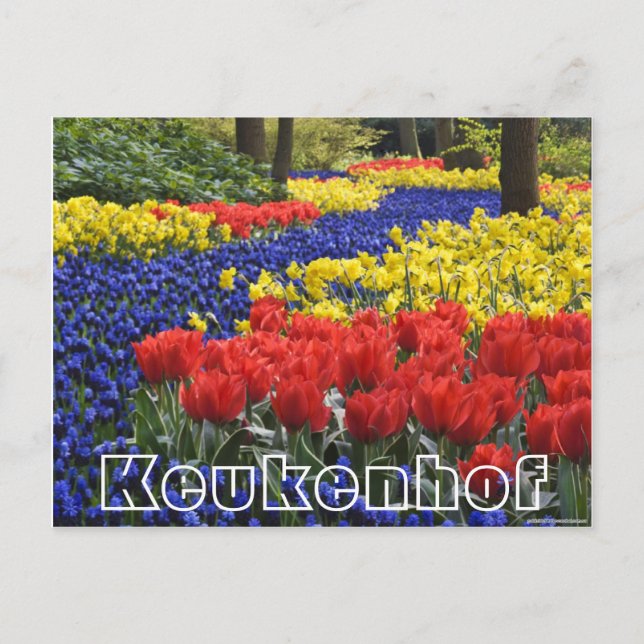 Blume im Keukenhof, Hyazinrhö und Tulpen Postkarte (Vorderseite)