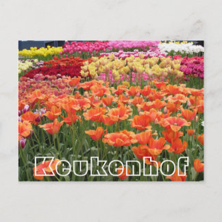Blume im Keukenhof, orange, gelb und rot Postkarte