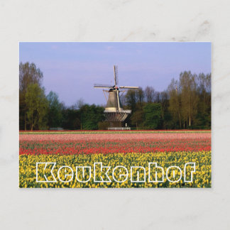 Blume im Keukenhof, Weinmühle und Bulbfields Postkarte