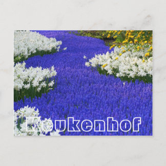 Blume im Keukenhof, weiß und lila Postkarte