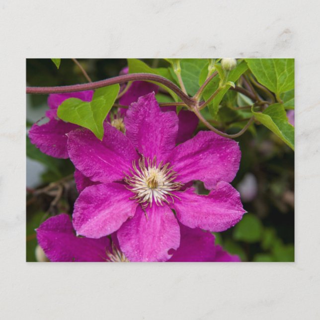 Blume im Robinette's Apple Haus & Gift Barn Postkarte (Vorderseite)