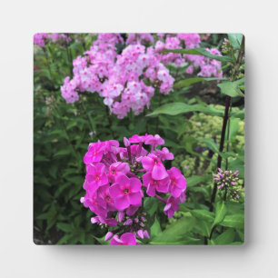 Blume im Weingut Chateau Morrisette, Floyd, VA Fotoplatte