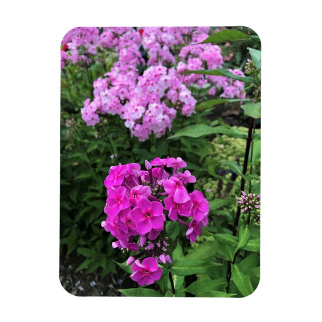 Blume im Weingut Chateau Morrisette, Floyd, VA Magnet (Vertikal)