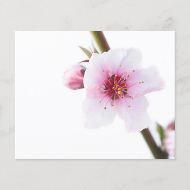 Blume in blassrosa flyer (Vorne)