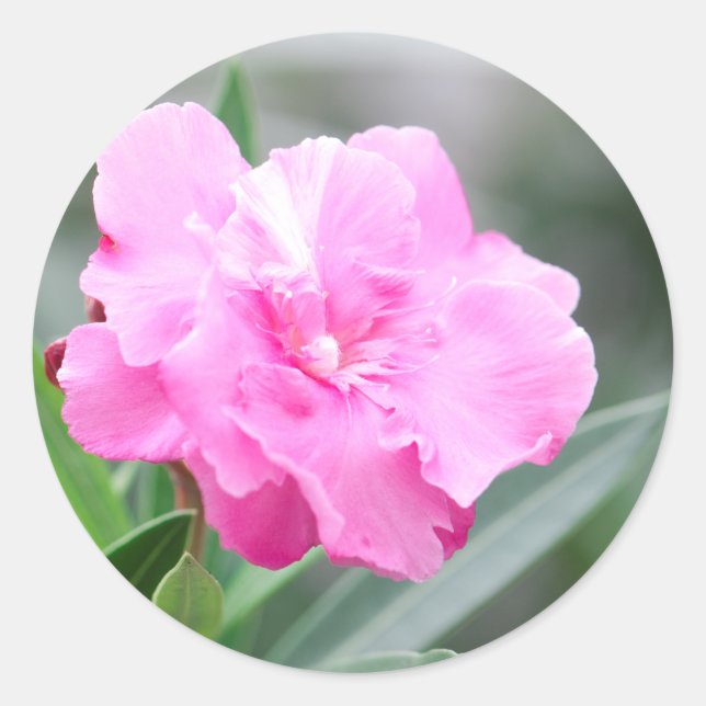 Blume in blassrosa runder aufkleber (Vorderseite)