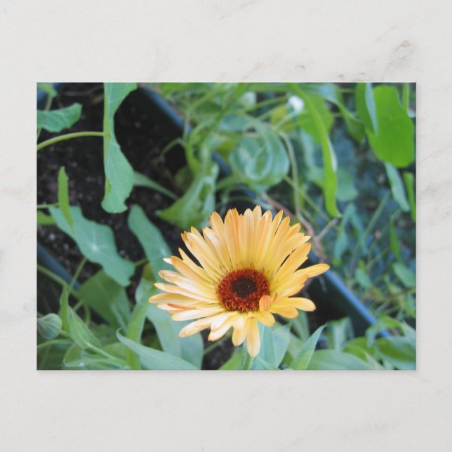 Blume in Blättern Zwei Postkarte (Vorderseite)
