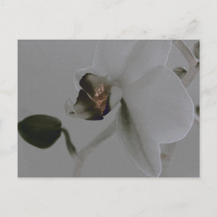 Blume in Grau Postkarte
