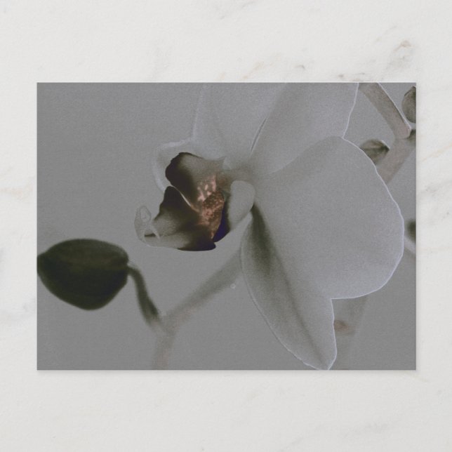 Blume in Grau Postkarte (Vorderseite)