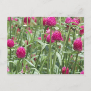 Blume in Heiß-Rosa Postkarte