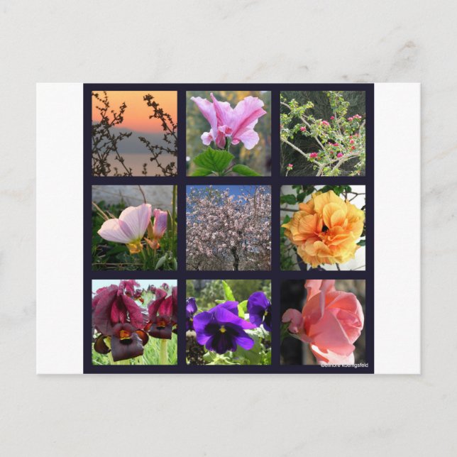 Blume in Israel Postkarte (Vorderseite)